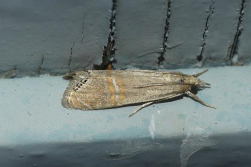 Réf. 237 234 : Euchromius ocellea